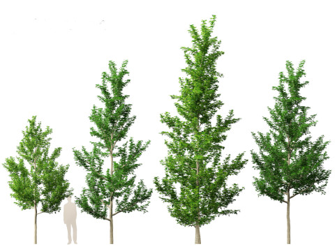 Liquidambar styraciflua - Sweet gum 3D 모델