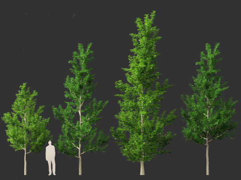 Liquidambar styraciflua - Sweet gum 3D 모델