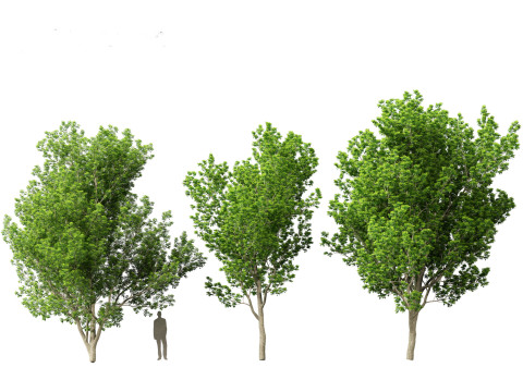 Liquidambar styraciflua - Sweet gum 3D 모델