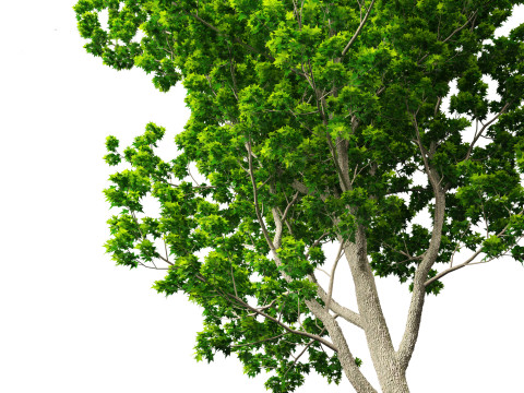 Liquidambar styraciflua - Sweet gum 3D 모델
