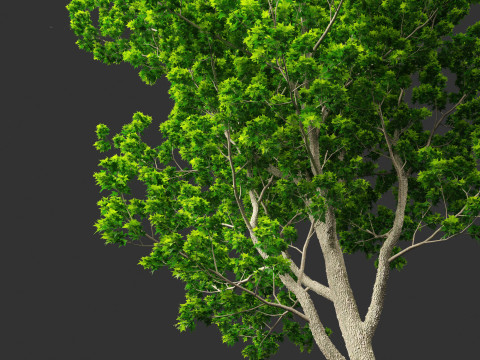 Liquidambar styraciflua - Sweet gum 3D 모델