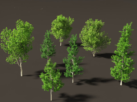 Liquidambar styraciflua - Sweet gum 3D 모델
