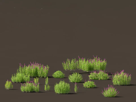 मैक्सिकन बुश सेज - साल्विया ल्यूकेंथा 3D मॉडल