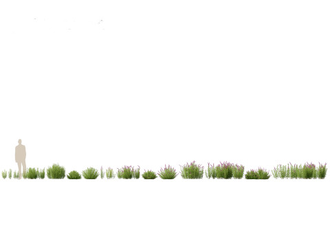 Mexican Bush Sage - Salvia leucantha Modèle 3D