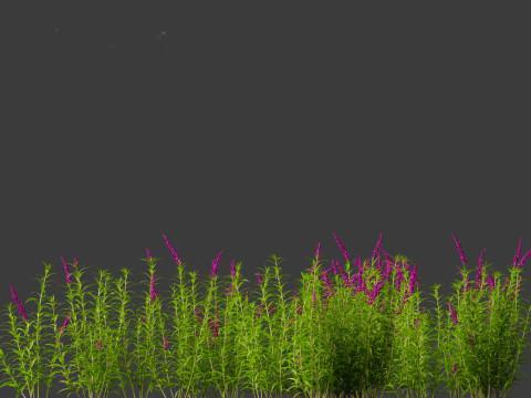 Mexican Bush Sage - Salvia leucantha Modèle 3D