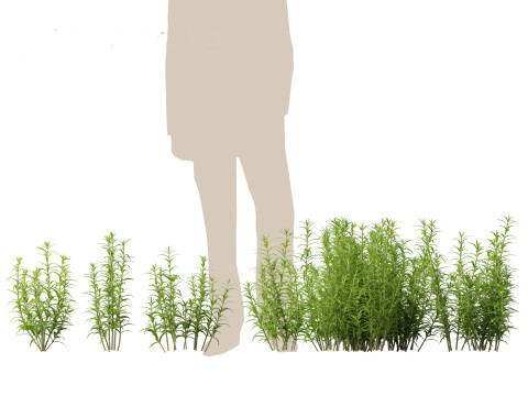 Mexican Bush Sage - Salvia leucantha Modèle 3D