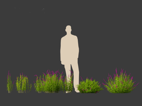 Mexican Bush Sage - Salvia leucantha Modèle 3D