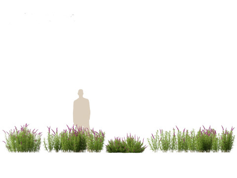 Mexican Bush Sage - Salvia leucantha Modèle 3D