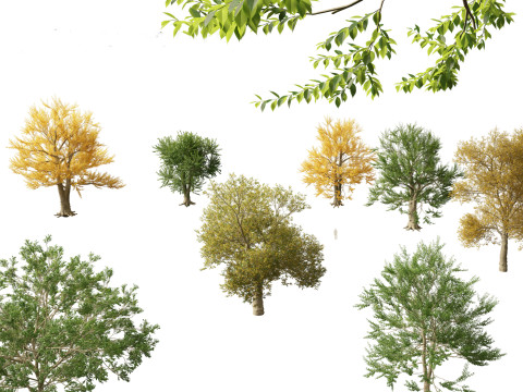Ulmus laevis - European white elm 3D Model