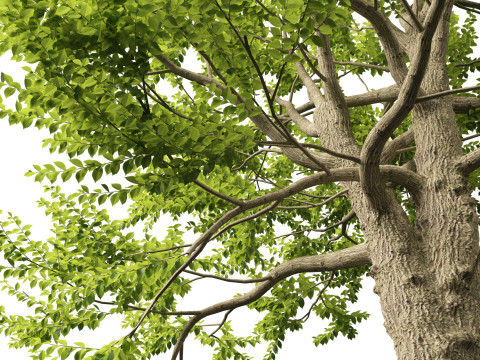 Ulmus laevis - European white elm Modello 3D