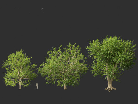 Ulmus laevis - European white elm Modello 3D