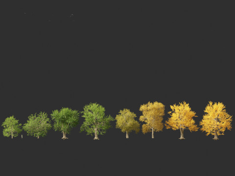 Ulmus laevis - European white elm Modello 3D