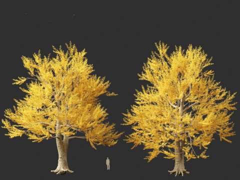Ulmus laevis - European white elm Modello 3D