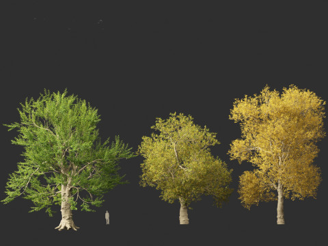 Ulmus laevis - European white elm Modello 3D