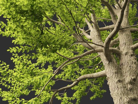Ulmus laevis - European white elm Modello 3D