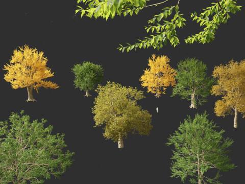 Ulmus laevis - European white elm Modello 3D