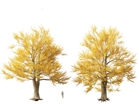 Ulmus laevis - European white elm Modello 3D