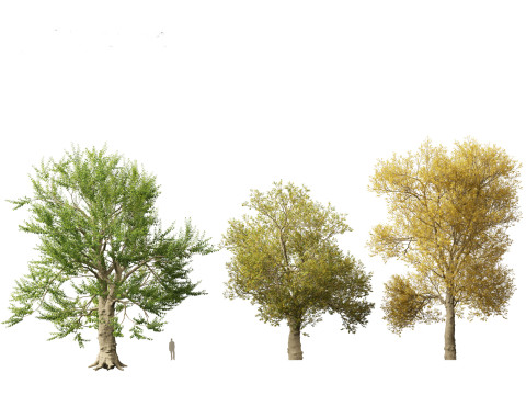 Ulmus laevis - European white elm Modello 3D