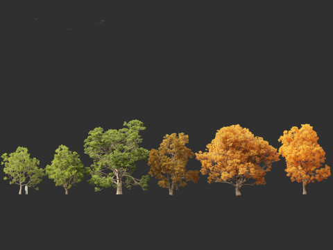 Quercus faginea - Portuguese oak Modelo 3D