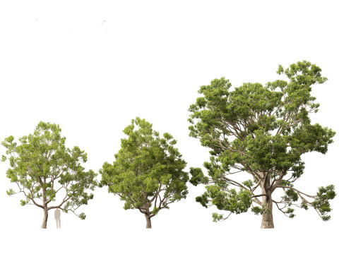 Quercus faginea - Portuguese oak Modelo 3D