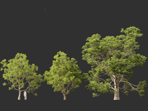 Quercus faginea - Portuguese oak Modelo 3D