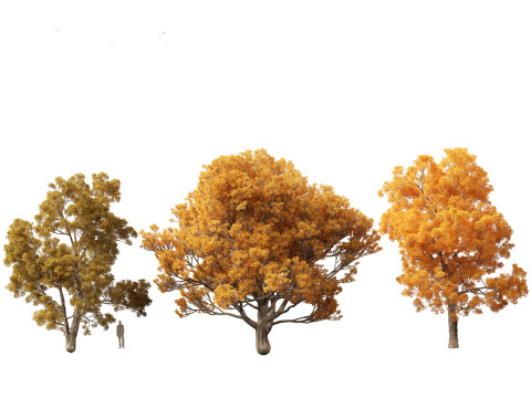 Quercus faginea - Portuguese oak Modelo 3D