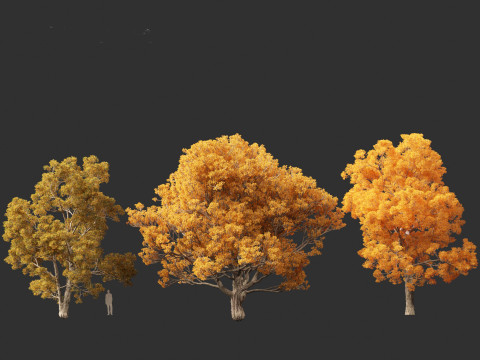 Quercus faginea - Portuguese oak Modelo 3D