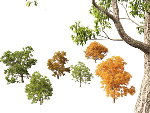 Quercus faginea - Portuguese oak 3D Model