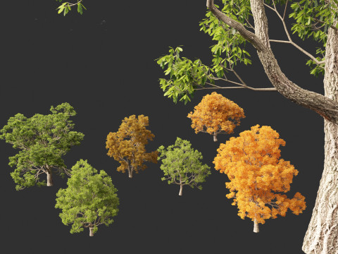 Quercus faginea - Portuguese oak Modelo 3D