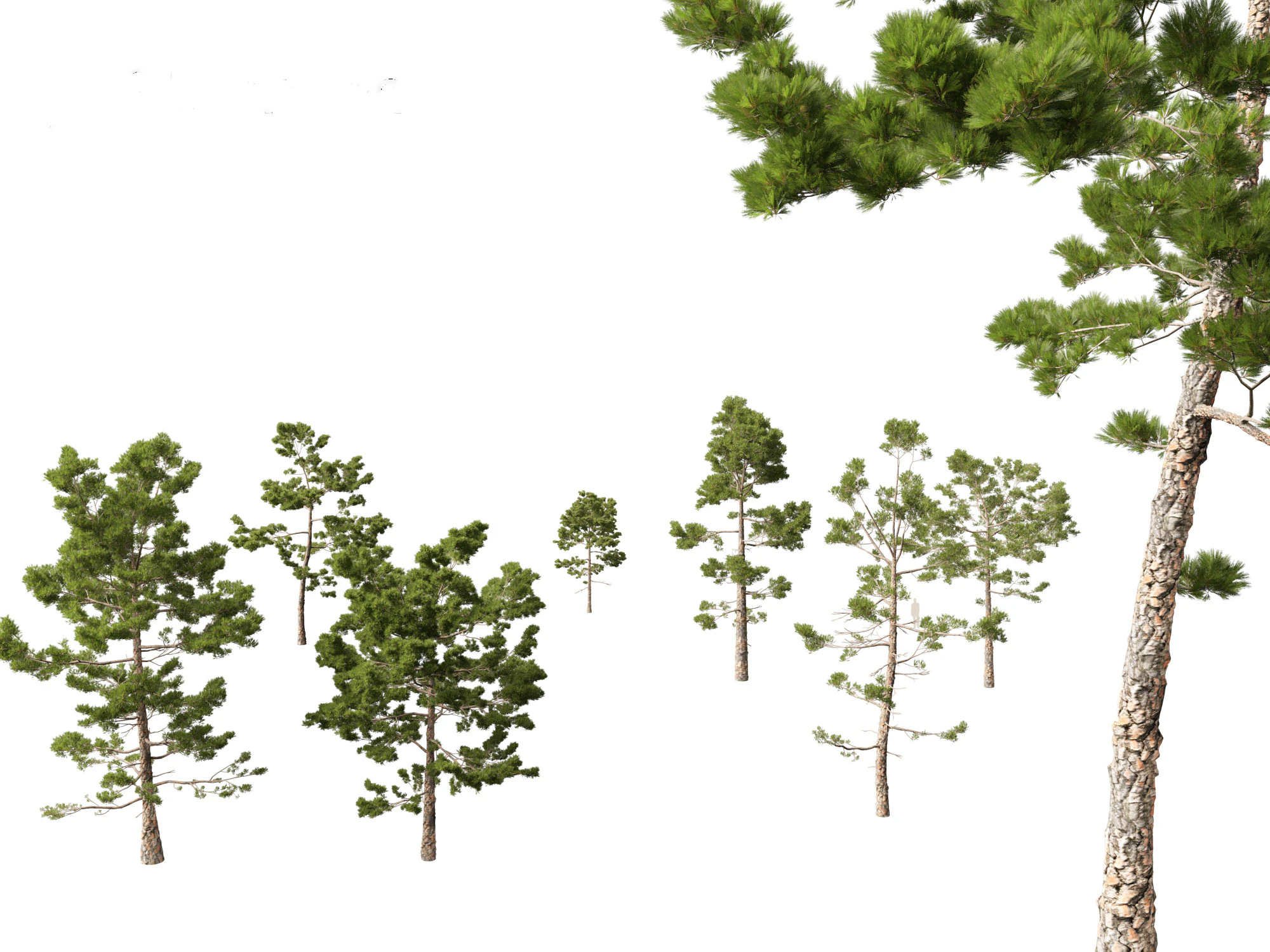 Pinus pinaster - Maritime pine 3D Model .c4d .max .obj .3ds .fbx .stl .blend 