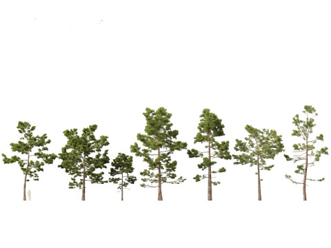 Pinus pinaster - Maritime pine Modelo 3D