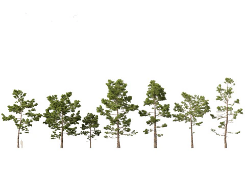 Pinus pinaster - Maritime pine 3D Model