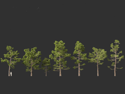 Pinus pinaster - Maritime pine Modelo 3D