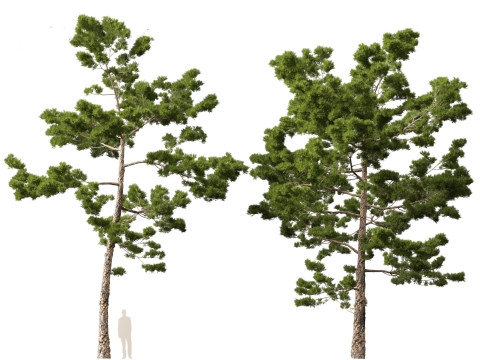 Pinus pinaster - Maritime pine Modelo 3D