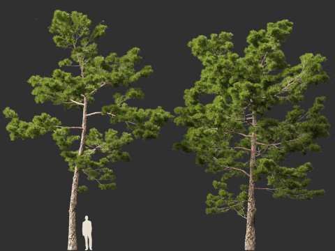 Pinus pinaster - Maritime pine Modelo 3D