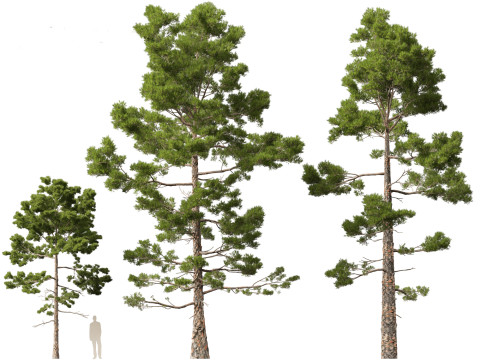 Pinus pinaster - Maritime pine Modelo 3D