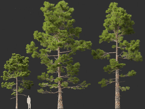 Pinus pinaster - Maritime pine Modelo 3D