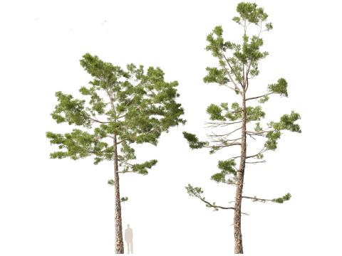 Pinus pinaster - Maritime pine 3D Model