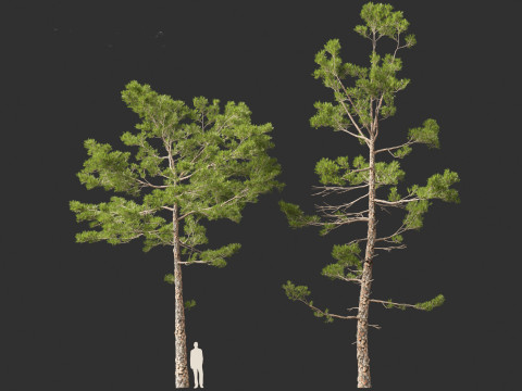 Pinus pinaster - Maritime pine Modelo 3D