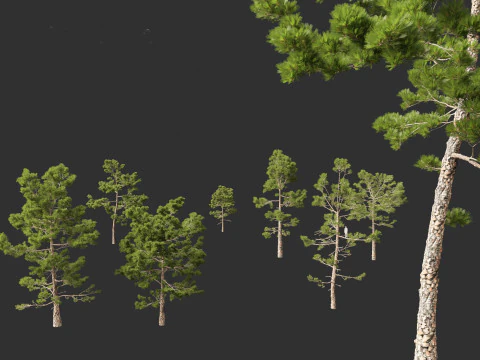 Pinus pinaster - Maritime pine 3D Model