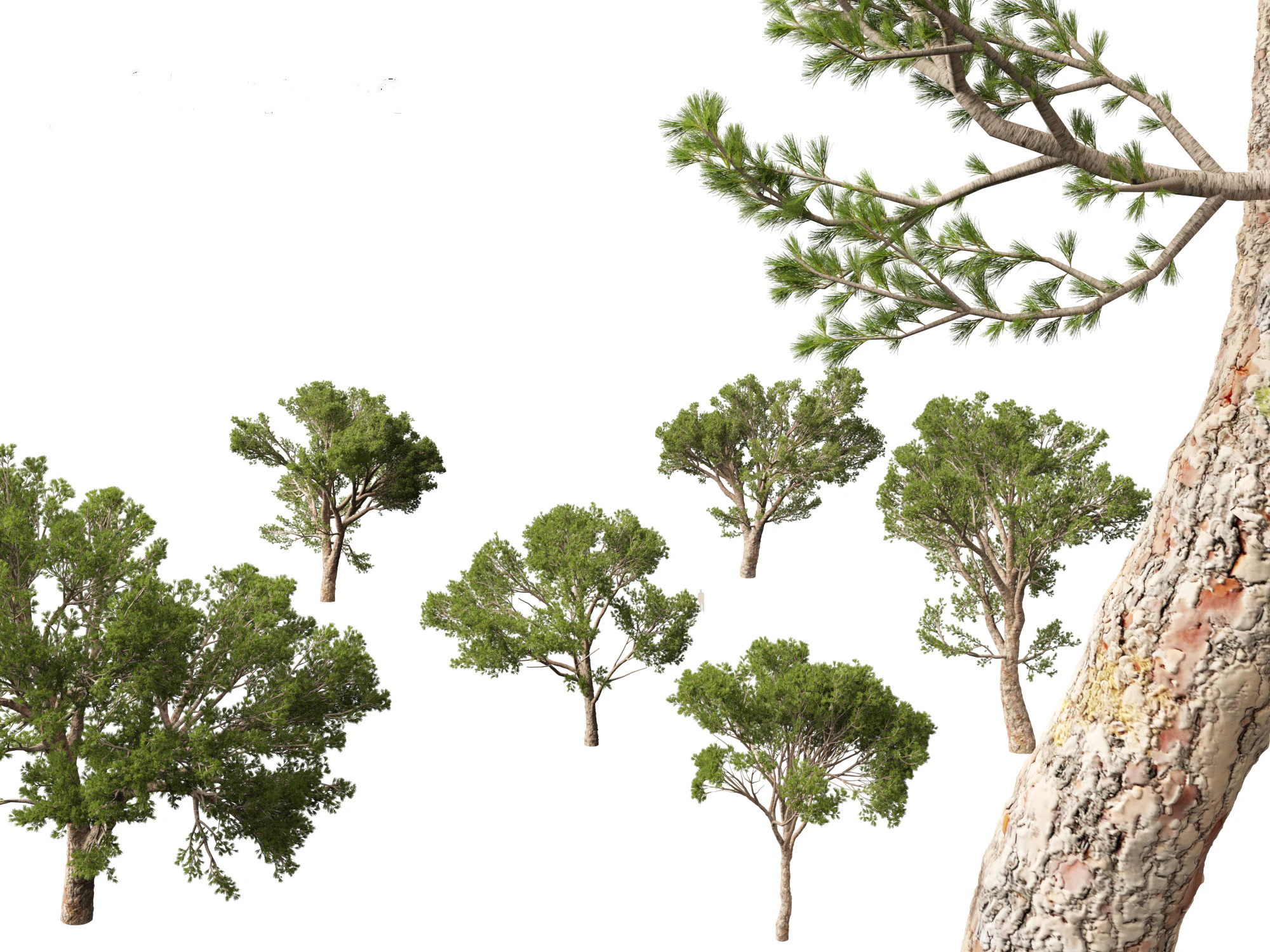 Pinus halepensis - the Aleppo pine 3D Model .c4d .max .obj .3ds .fbx .stl .blend 