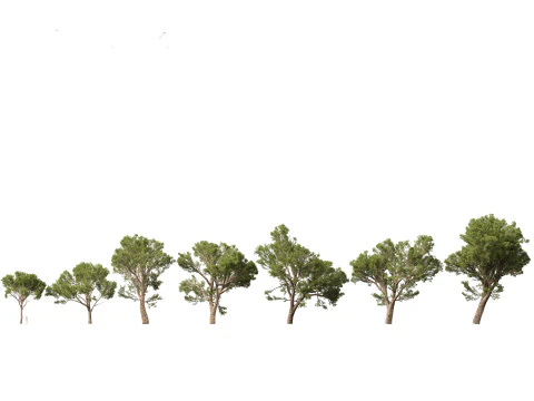 Pinus halepensis - the Aleppo pine 3D Model