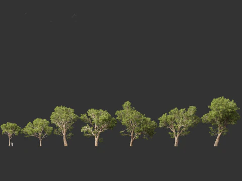 Pinus halepensis - the Aleppo pine 3D Model