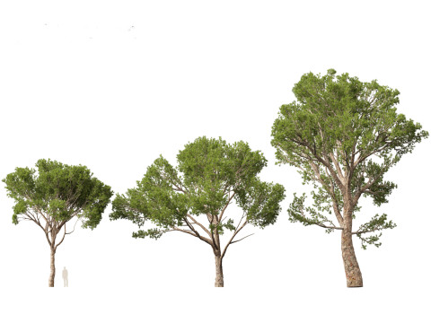 Pinus halepensis - the Aleppo pine 3D 모델