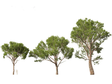 Pinus halepensis - the Aleppo pine 3D Model
