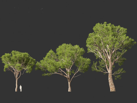 Pinus halepensis - the Aleppo pine 3D 모델