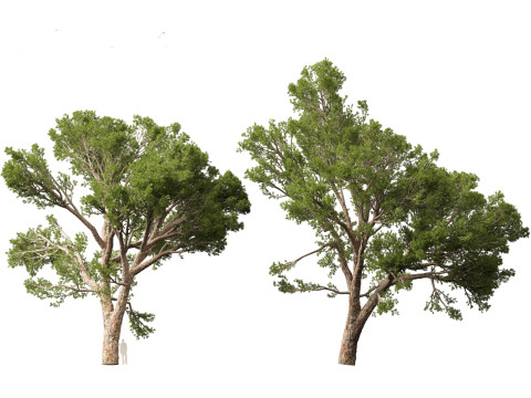 Pinus halepensis - the Aleppo pine 3D 모델