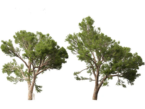 Pinus halepensis - the Aleppo pine 3D Model