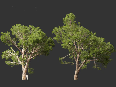 Pinus halepensis - the Aleppo pine 3D Model