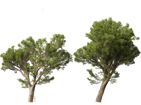 Pinus halepensis - the Aleppo pine 3D 모델